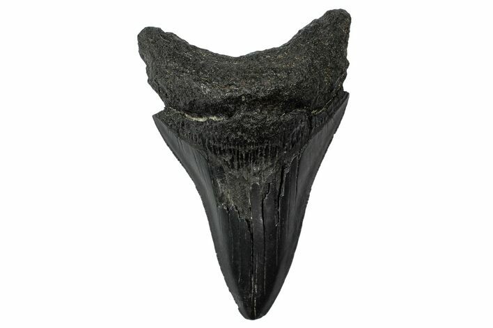 Serrated, Fossil Megalodon Tooth - South Carolina #340209